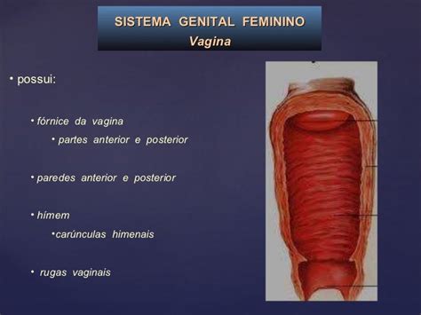 parede anterior do canal vaginal